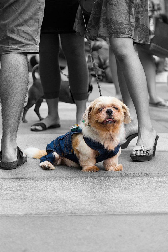 Cute dog in the midst of black and white by visualspinner